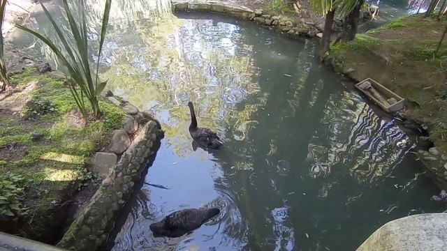 Сочинский дендрарий 2022 смотреть онлайн