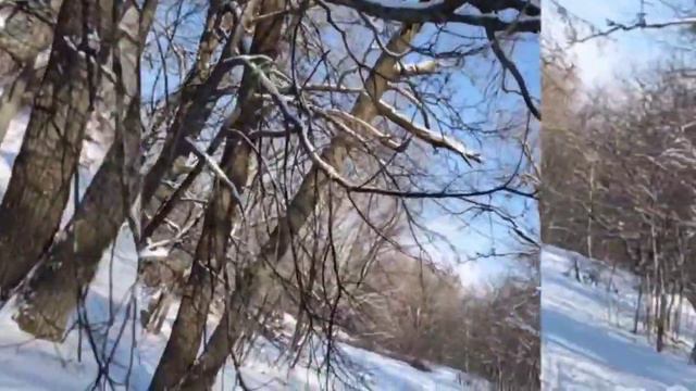 Прогулка на лыжах в зимнем лесу - Татьяна Тимофеева смотреть онлайн