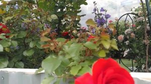 Роза плетистая Liliana. Лилиана. Дельбар. Delbar