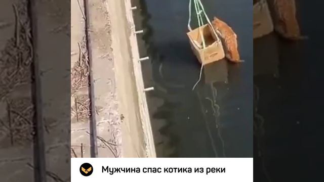 Мужчина спас кота из реки, сделав лифт из коробки