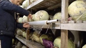 Как сохранить капусту в товарном состоянии до самой весны.