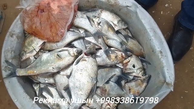 Шымбай Дийхан базары/ балык базары /Бахалары 26 Ноябр 2023/Шымбай малбазар /Скотный рынок