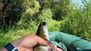 РАЗЛАВЛИВАЮ НОВЫЕ ВОБЛЕРЫ: Zipbaits Hickory, TsuYoki Fugaz SSR и др