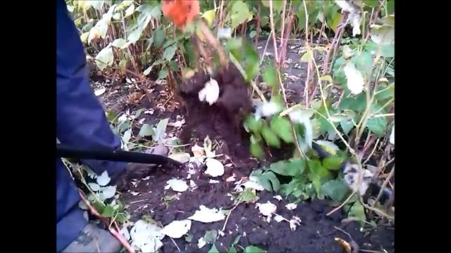 Саженцы ремонтантной малины сорт Полана смотреть онлайн