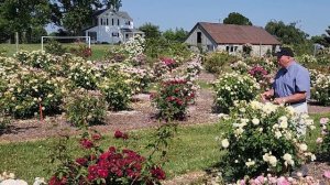 David Austin® Rose Imogen™// Another Outstanding "No Spray" Trial Performer For Your Consideration