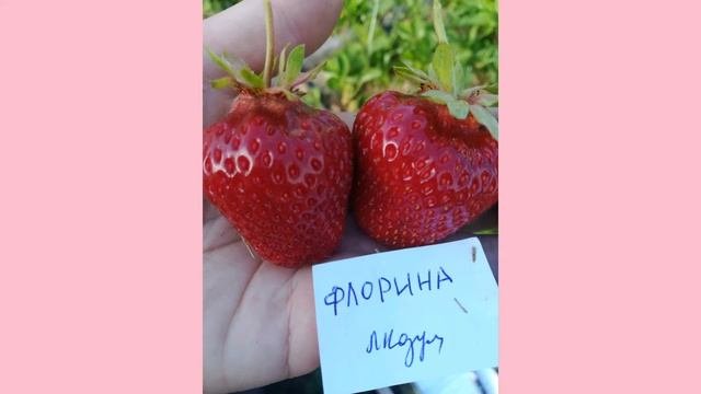 Обзор сортов клубники. Заказ саженцев.