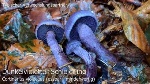 Pilzportrait - Blauer Schleimfuß, Cortinarius salor | Gomphos salor