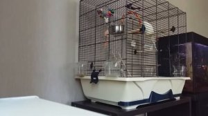Говорящий попугай ЧЕХ