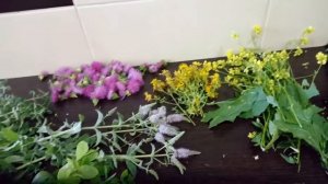 Дикорастущие лечебные травы в июле.