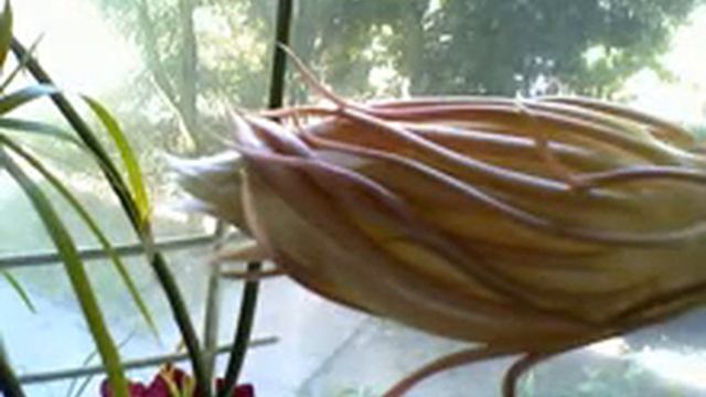 Moje Epifilum-Walc i marzenia-nr 468.flv смотреть онлайн