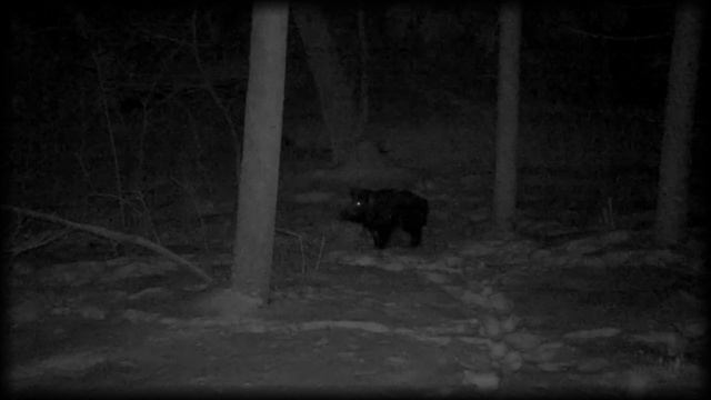 Кабан на кормушке 07 03 2021 смотреть онлайн