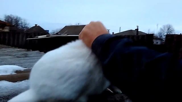 Кролики. Фландр и Термонска белая. смотреть онлайн