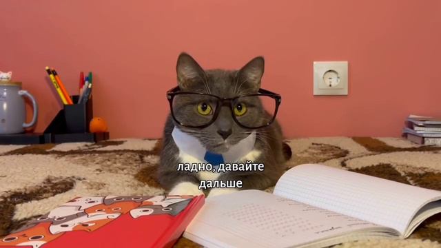 Котики в школе лотков. Если бы котики ходили бы в школу. Котики в школе. Коты ходят в школу. Что было если котики ходили в школу.