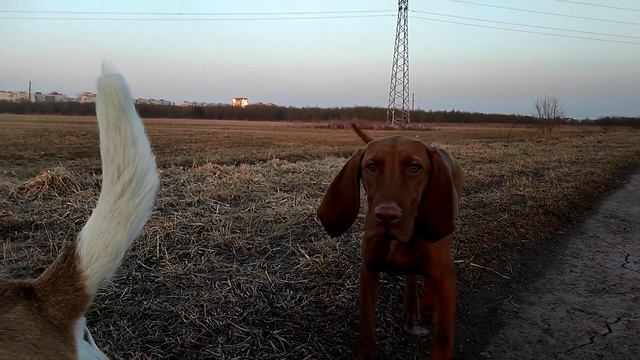 Весна 2023г.(муз.)