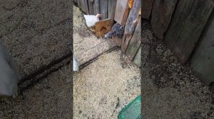 Можно ли держать вместе разные породы птиц? Бройлеры, цецарки, перепела, индюки, голошейки.