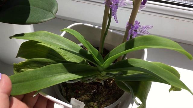 Dtps  Tzu Chiang Sapphire Орхидея Сапфир.