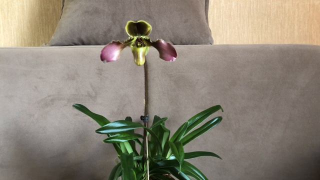 Paphiopedilum hirsutissimum Sangwan AM/RHT !!! Цветение и немного об уходе. смотреть онлайн