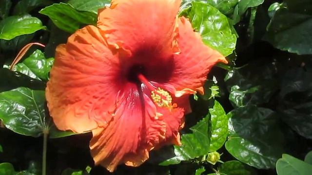Plant Traveller: Hibiscus-Colorful blooms #tropicals смотреть онлайн
