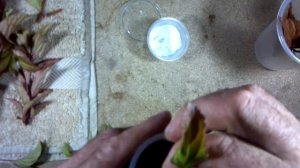 Размножение Калины Dawn