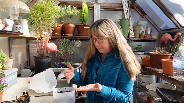 Winter Sowing Yarrow aka Achillea смотреть онлайн
