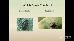 NATURAL PEST, WEED AND DISEASE CONTROL