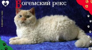 Алфавит в 4 лапы/Б: Богемский рекс/История породы/характер/отличительные черты и качества