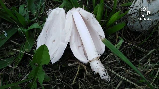 Velika gnojištarka, Coprinus comatus смотреть онлайн