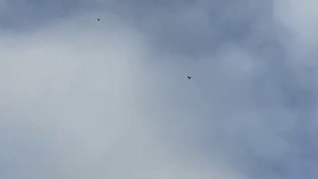 Голуби.мурые 29.12.2022 смотреть онлайн