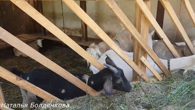 Собираю и готовлю иван чай, умная Лилу. смотреть онлайн