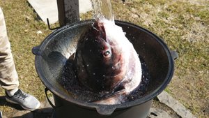 Приготовил уху из головы толстолобика на 7кг в казане на костре.