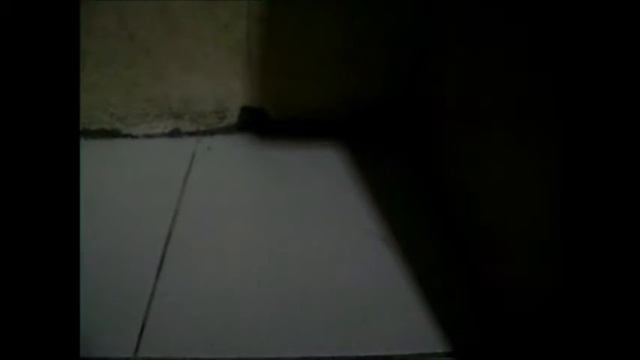 SAM Interview: Red Angry Birds смотреть онлайн