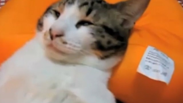 Кошачий релакс