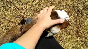 Почему Романовские овцы? ??