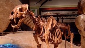 ⭕ Найдены останки самой гигантской саблезубой кошки в мире ⭕