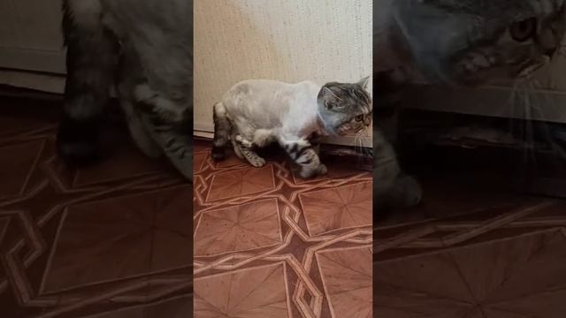 The cat got rid of the tangles on his back./Котик избавился от колтунов на спине. /стрижка кошек.