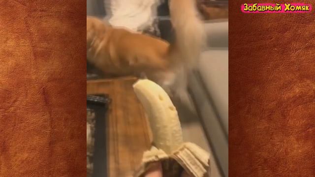 СМЕШНЫЕ ЖИВОТНЫЕ 2019 / ПРИКОЛЫ КОТЫ СОБАКИ, ЛУЧШИЕ ПРИКОЛЫ с Кошками и Собаками Funny Cats смотреть онлайн