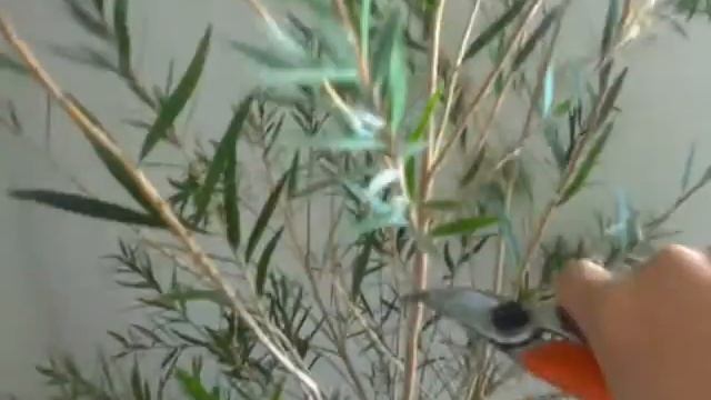 Каллистемон. Обрезка. Формирование кроны | Callistemon
