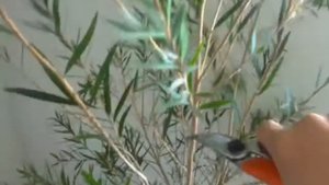 Каллистемон. Обрезка. Формирование кроны | Callistemon