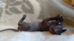 сфинкс котёнок, возраст месяц и неделя