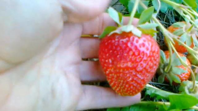 Клубника Кембридж Фаворит. смотреть онлайн