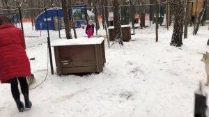 Хаски парк в Сокольниках