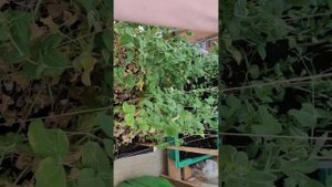 Горох на балконе ! возможно ли?