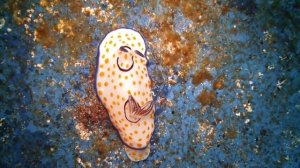 Chromodoris annulata, Nemesis Wreck Protaras,-18mtr deep,21.05.2016