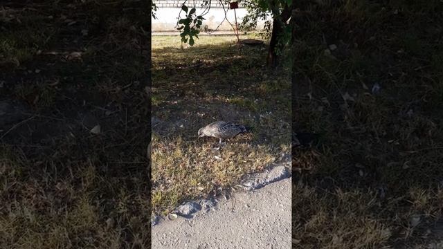 птенец чайки