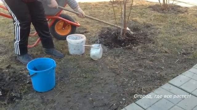 Важная обрезка малины весной.mp4 смотреть онлайн