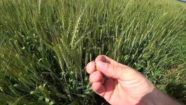 После отдыха вышел на работу. Опрыскиваю оз пшеницу. смотреть онлайн