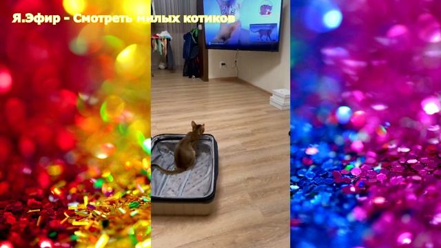 милое видео с котятами, видео про милых котов, видео милые коты, милые коты видео, cute cats, милое
