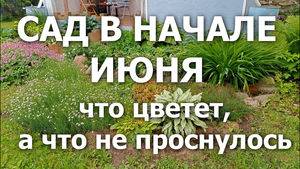 Сад в начале июня 2024_что цветет
