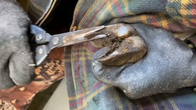 Как обрезать козам копыта смотреть онлайн