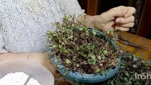 Укореняю вьющееся растение.